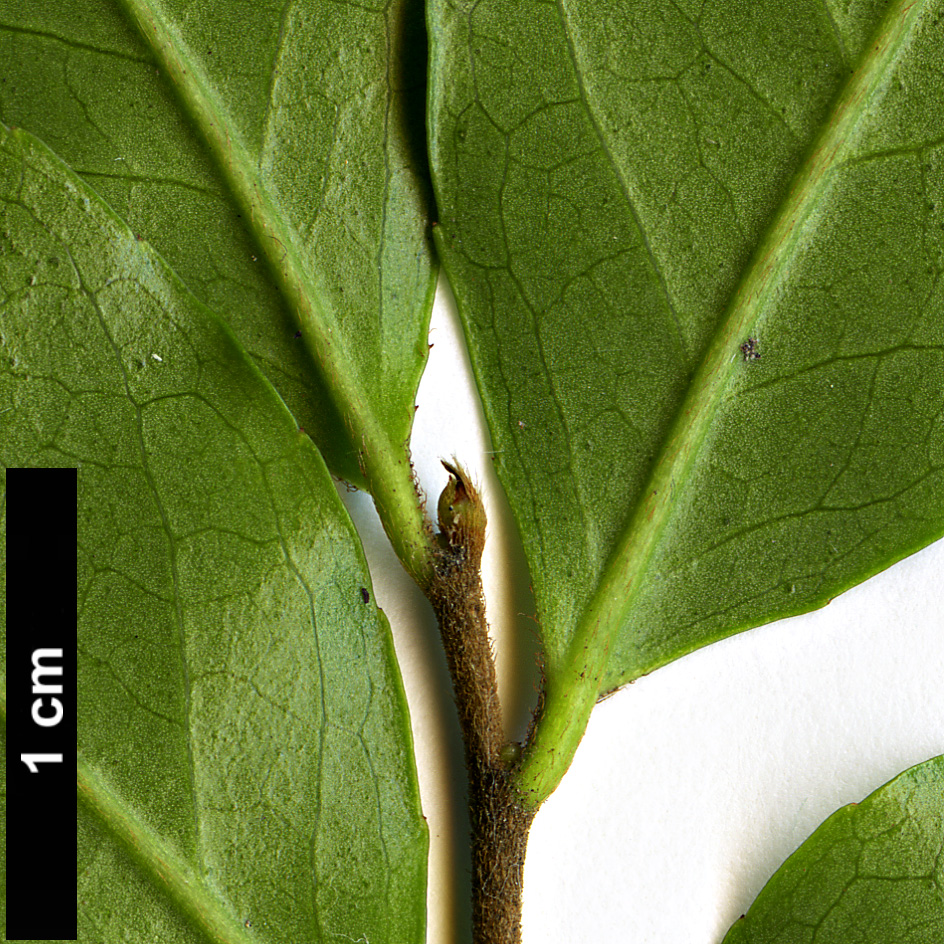 High resolution image: Family: Symplocaceae - Genus: Symplocos - Taxon: lancifolia
